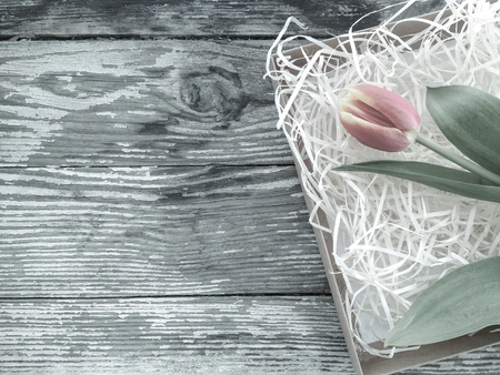 Tulips flower bunch on dark barn wood planks background. Empty space for copy, text, lettering.  の写真素材