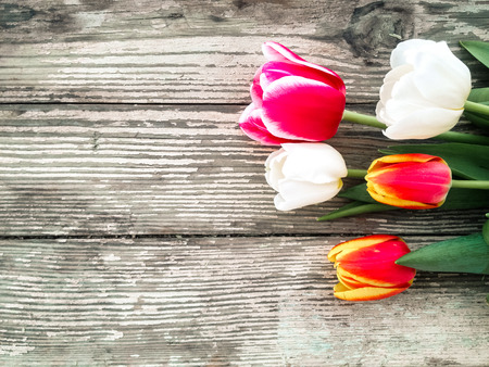 Tulips flowers bunch on dark barn wood planks background. Empty space for copy, text, lettering. の写真素材