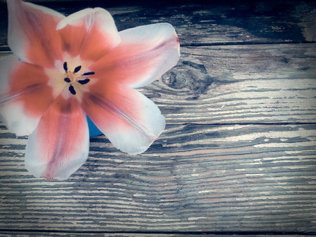 Tulip on dark barn wood planks background. Empty space for copy, text, lettering.  の写真素材