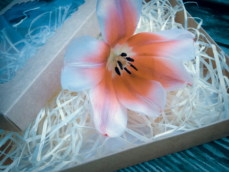 Tulip flower on dark barn wood planks background.  の写真素材