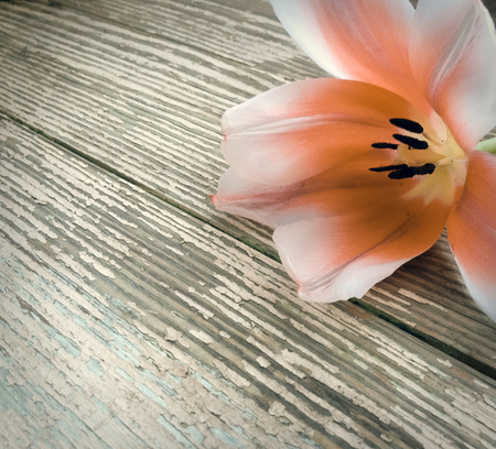 Tulip on dark barn wood planks background. Empty space for copy, text, lettering.  の写真素材