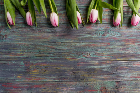 Border of fresh pink spring tulips arranged in a row on rustic multicolor wooden boards. With copy spaceの写真素材