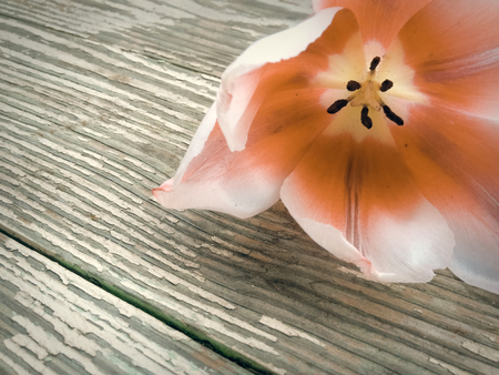 Tulip on dark barn wood planks background. Empty space for copy, text, lettering.の写真素材