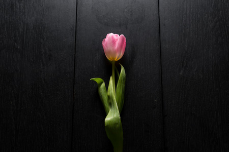 Border from bright pink tulips flowers on black wooden background. Selective focus. Place for text. Flat lay.の写真素材