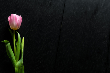 Border from bright pink tulips flowers on black wooden background. Selective focus. Place for text. Flat lay.の写真素材