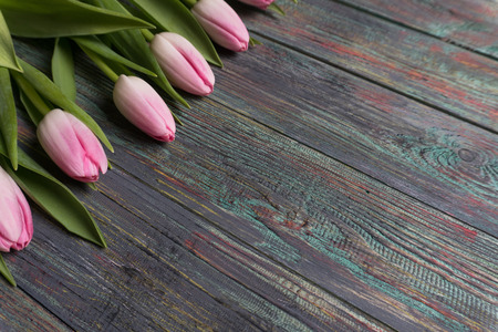 Border of fresh pink spring tulips arranged in a row on rustic multicolor wooden boards. With copy spaceの写真素材