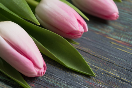 Border from bright pink tulips flowers on black wooden background. Selective focus, place for textの写真素材