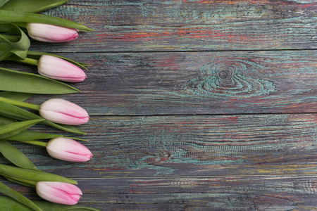 Border of fresh pink spring tulips arranged in a row on rustic multicolor wooden boards. With copy spaceの写真素材