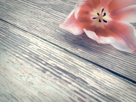 Tulip on dark barn wood planks background. Empty space for copy, text, lettering.の写真素材