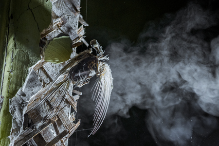 Skeleton of a pigeon spokes on an old wall on the background of a smokeの写真素材