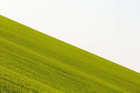 Green field landscape. Sprouts of winter wheat sprouted in an endless field in smooth light green rows close-up.の写真素材
