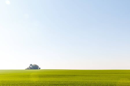 Green field landscape. Sprouts of winter wheat sprouted in an endless field in smooth light green rows close-up.の写真素材