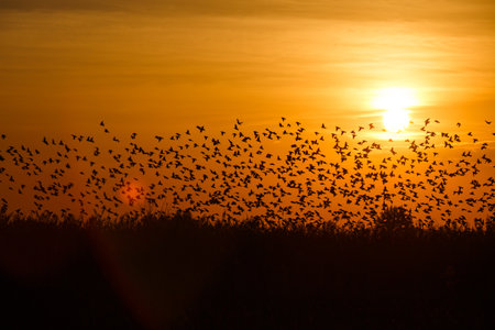 The Tree against sunlight over sky background in sunset with a fighting birdの写真素材