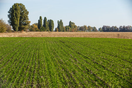 Green field landscape. Sprouts of winter wheat sprouted in an endless field in smooth light green...