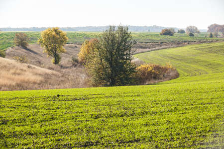 Green field landscape. Sprouts of winter wheat sprouted in an endless field in smooth light green rows close-up.の写真素材