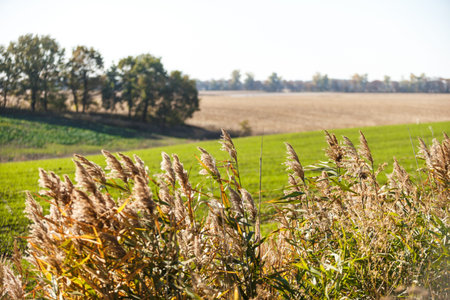 Green field landscape. Sprouts of winter wheat sprouted in an endless field in smooth light green...