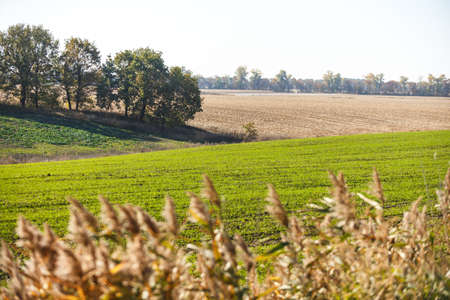 Green field landscape. Sprouts of winter wheat sprouted in an endless field in smooth light green rows close-up.の写真素材