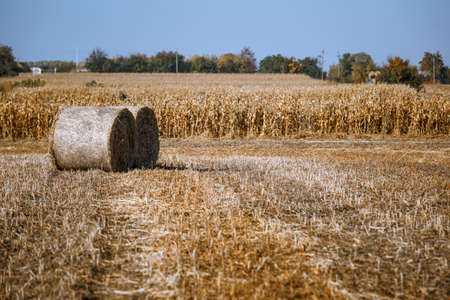Hay bail harvesting in wonderful autumn farmers field landscape with hay stacks after cropping and golden ripening wheat fieldの写真素材