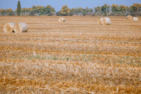 Hay bail harvesting in wonderful autumn farmers field landscape with hay stacks after cropping and golden ripening wheat fieldの写真素材