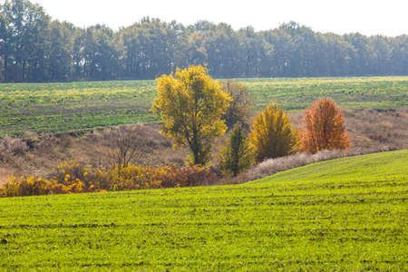 Green field landscape. Sprouts of winter wheat sprouted in an endless field in smooth light green rows close-up.の写真素材