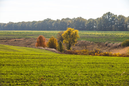 Green field landscape. Sprouts of winter wheat sprouted in an endless field in smooth light green rows close-up.の写真素材