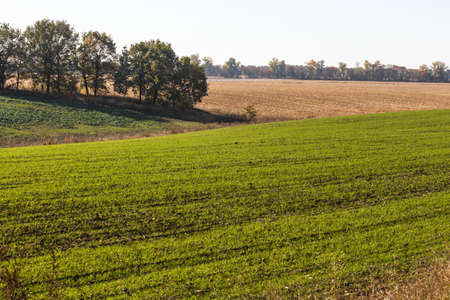 Green field landscape. Sprouts of winter wheat sprouted in an endless field in smooth light green rows close-up.の写真素材