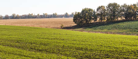 Green field landscape. Sprouts of winter wheat sprouted in an endless field in smooth light green rows close-up.の写真素材