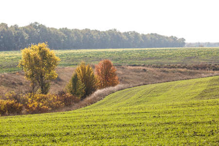 Green field landscape. Sprouts of winter wheat sprouted in an endless field in smooth light green rows close-up.の写真素材