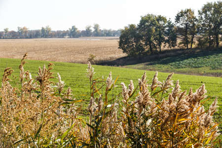Green field landscape. Sprouts of winter wheat sprouted in an endless field in smooth light green rows close-up.の写真素材