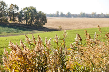 Green field landscape. Sprouts of winter wheat sprouted in an endless field in smooth light green rows close-up.の写真素材