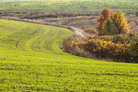 Green field landscape. Sprouts of winter wheat sprouted in an endless field in smooth light green rows close-up.の写真素材