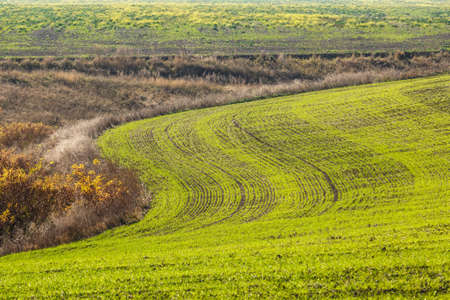 Green field landscape. Sprouts of winter wheat sprouted in an endless field in smooth light green rows close-up.の写真素材
