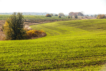 Green field landscape. Sprouts of winter wheat sprouted in an endless field in smooth light green rows close-up.の写真素材