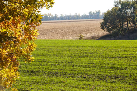 Green field landscape. Sprouts of winter wheat sprouted in an endless field in smooth light green rows close-up.の写真素材