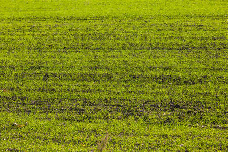 Sprouts of winter wheat sprouted in an endless field in smooth light green rows close-up.の写真素材
