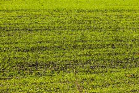 Sprouts of winter wheat sprouted in an endless field in smooth light green rows close-up.の写真素材