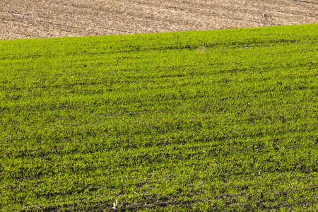 Sprouts of winter wheat sprouted in an endless field in smooth light green rows close-up.の写真素材