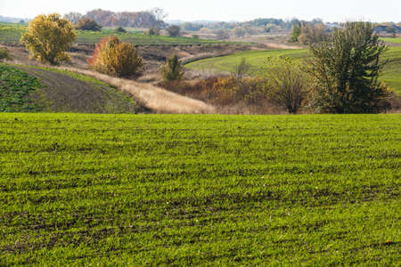 Green field landscape. Sprouts of winter wheat sprouted in an endless field in smooth light green rows close-up.の写真素材