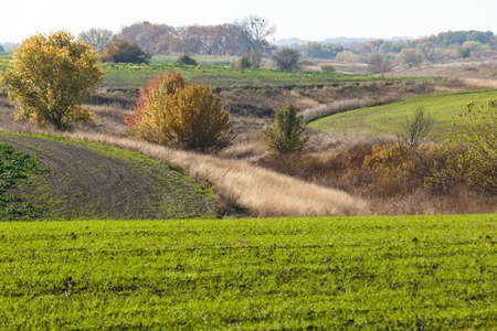 Green field landscape. Sprouts of winter wheat sprouted in an endless field in smooth light green rows close-up.の写真素材