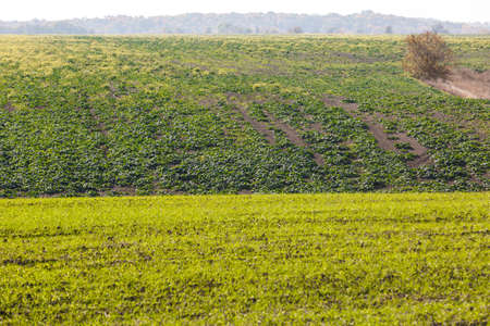 Sprouts of winter wheat sprouted in an endless field in smooth light green rows close-up.の写真素材