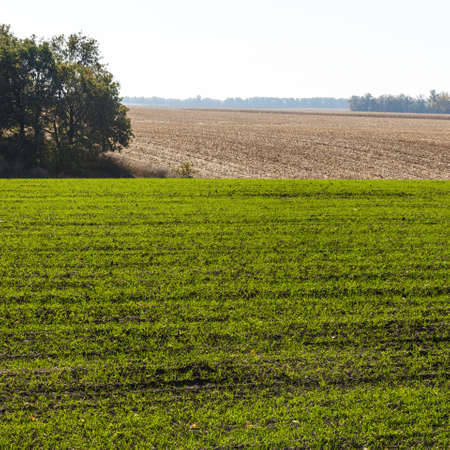 Sprouts of winter wheat sprouted in an endless fieldの写真素材
