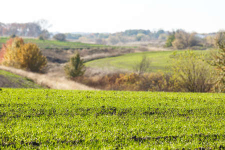 Sprouts of winter wheat sprouted in an endless fieldの写真素材