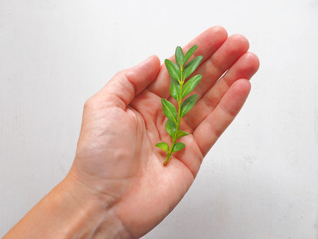 Human Hand Holding a Green Sprout. Nature Protection Concept.の写真素材