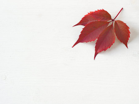 Red grape autumn leaf upon white wooden background. Copy space for your text.