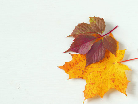 Two autumn leaves upon white wooden background. Copy space for your text.