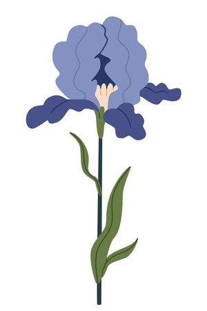 Beautiful iris flower on a white background.のイラスト素材