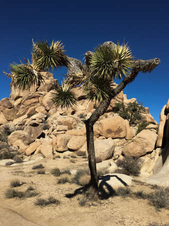 wonderful trees in Joshua treeの写真素材