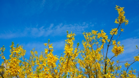 Forsythia blossoms against the skyの写真素材