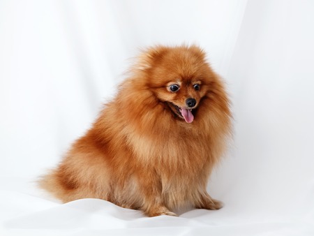 Red Spitz dog sits on a white canvasの写真素材