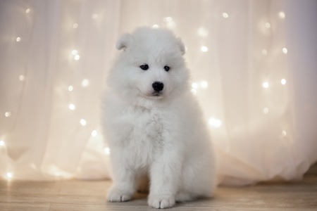 Samoyed puppy on a background garlands LEDの写真素材